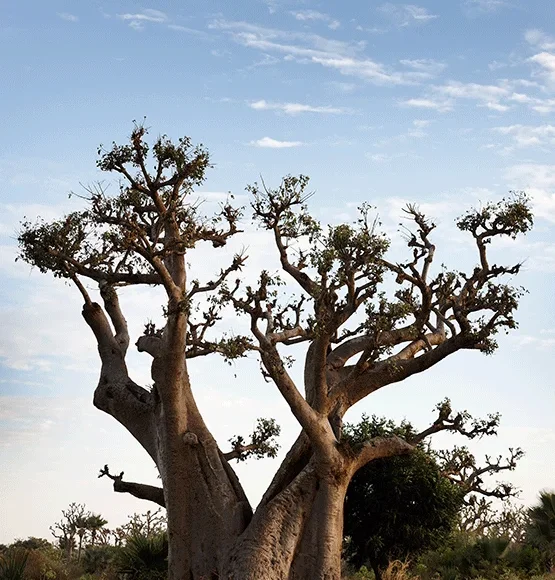 Nairobi, Amboseli , Samburu, Masai Mara