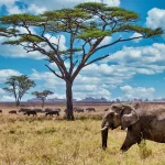 Kenya-Tanzania safari