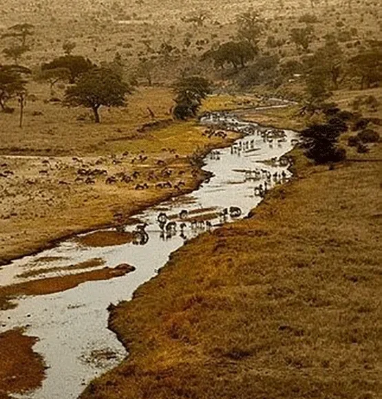 Nairobi, Arusha, Ngorongoro, Serengeti, L. Manyara, Tarangire, Arusha, Nairobi