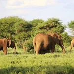 Mt. Elgon Trek Kenyan side