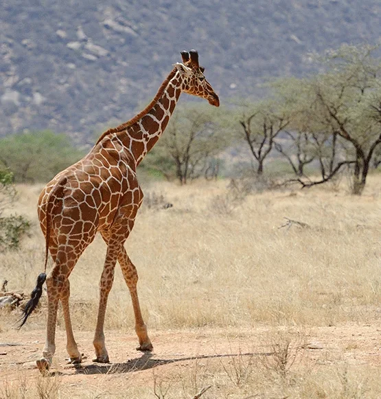 Mt. Elgon Trek Kenyan side