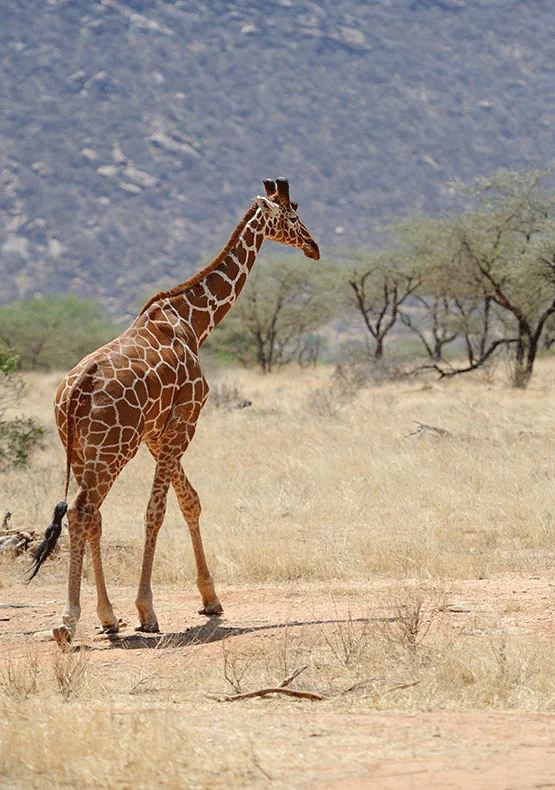 Mt. Elgon Trek Kenyan side