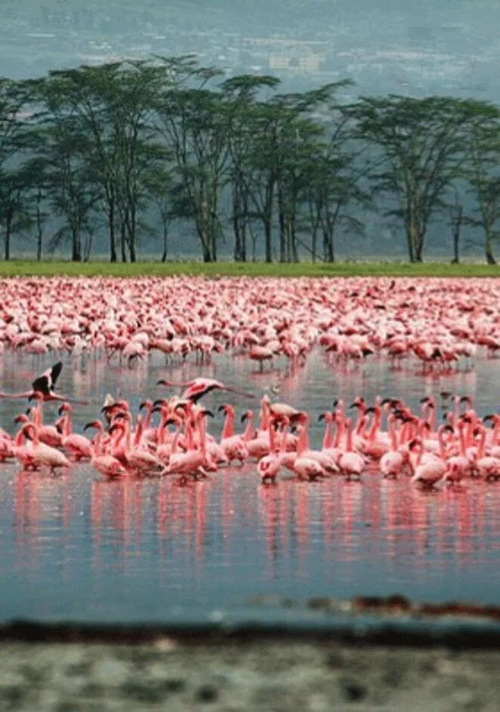 Best Safari in Kenya Lake Nakuru flamingos at sunrise