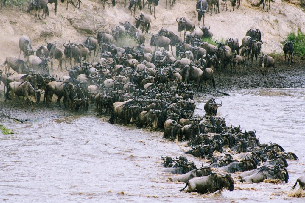 Best Safari in Kenya Masai Mara Great Migration