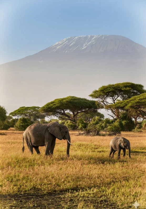 Amboseli Safari — 3 Day Tour with Mount Kilimanjaro Views